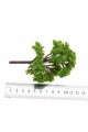 10 Pieces Model Trees 5.5cm Train Trees 2.15 inch Railroad Scenery Diorama Tree Architecture Trees for DIY Scenery Landscape